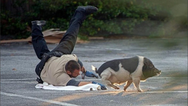 Tras varios intentos fallidos, lograron capturar al cerdo y entregarlo a las autoridades de control animal.