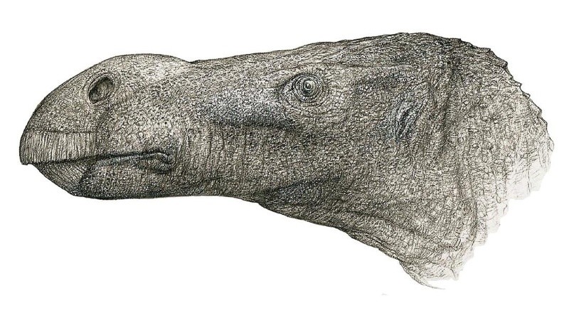 La nueva especie dataría del Cretácico Inferior.