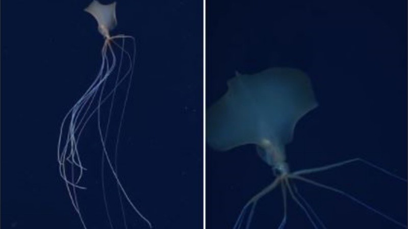 Captar un calamar de aleta grande en video es muy raro.