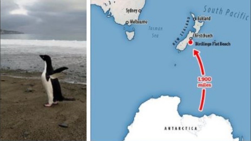 Especialistas trabajaron para preparar al pingüino para su viaje de regreso.