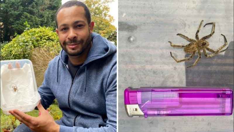 Las arañas errantes brasileñas pertenecen al género Phoneutria.