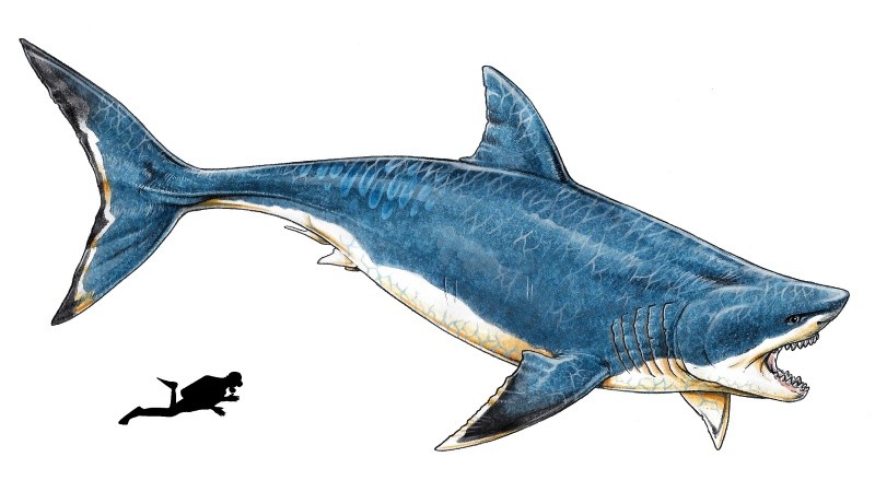Reconstrucción de Carcharocles megalodon, por el artista Gabriel Lio.