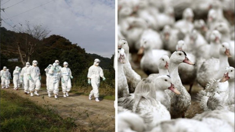 La gripe aviar circula naturalmente entre las aves silvestres.