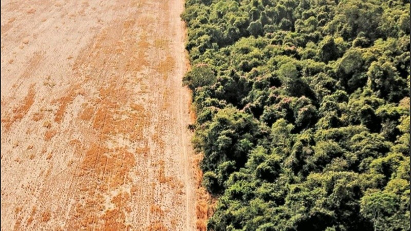 Afirman que es el peor nivel de deforestación en la Amazonía en 15 años.