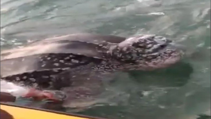 Los pescadores pasaron casi dos horas liberando a la tortuga.