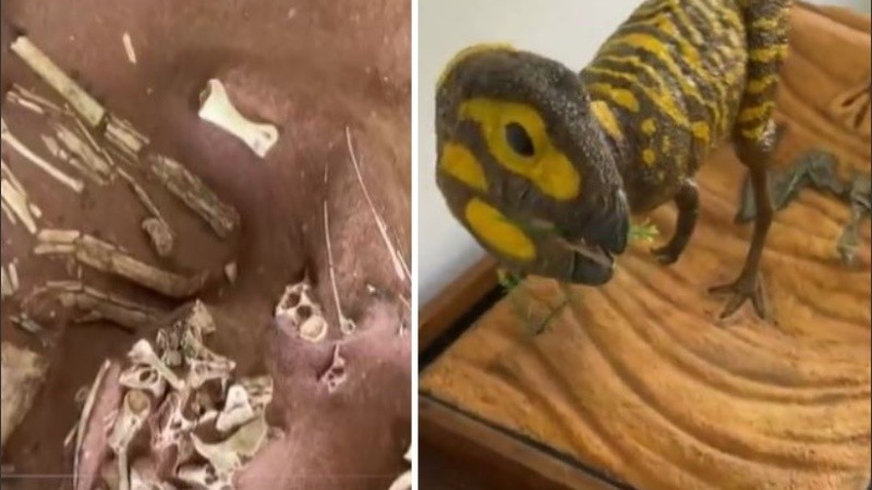 La especie fue encontrada entre 2011 y 2014.