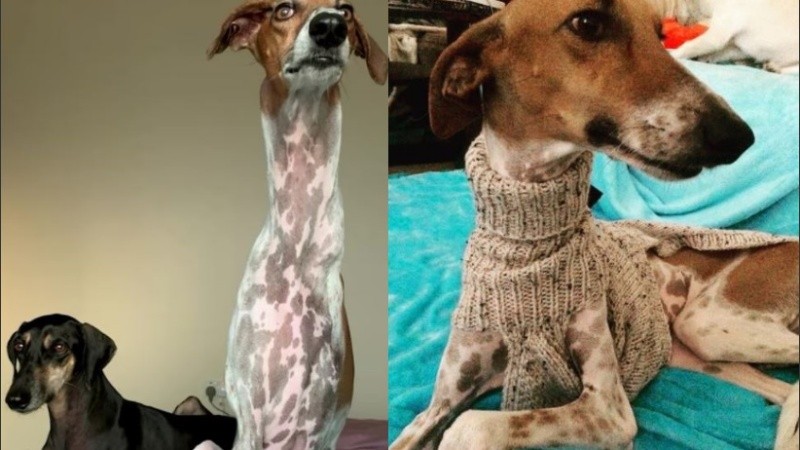 Brodie tiene su propio Instragram.