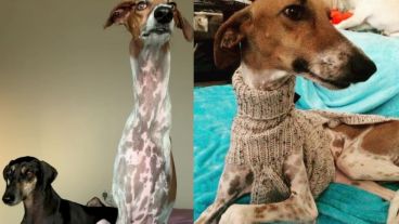 Brodie tiene su propio Instragram.