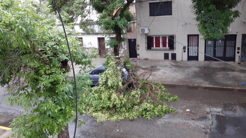 Una rama cayó sobre un auto en Saavedra al 1300.