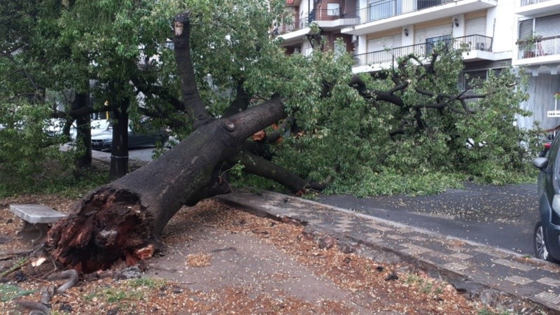 Cerca de las 7.30, horas después del temporal, cayó otro árbol en el centro.