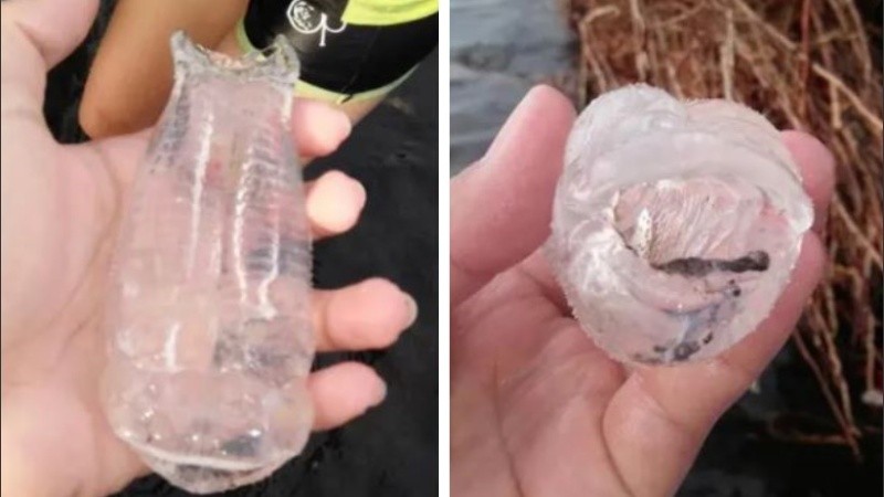 Esta criatura marina transparente vive en todos los océanos.