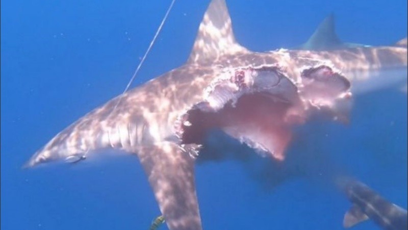 El tiburón luchó durante unos 20 minutos antes de sucumbir.