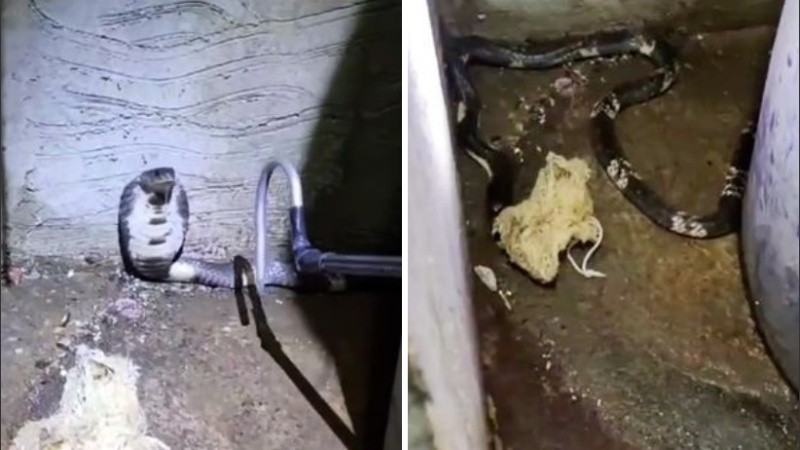 Tailandia es el hogar de tres especies de cobras y King Cobra.