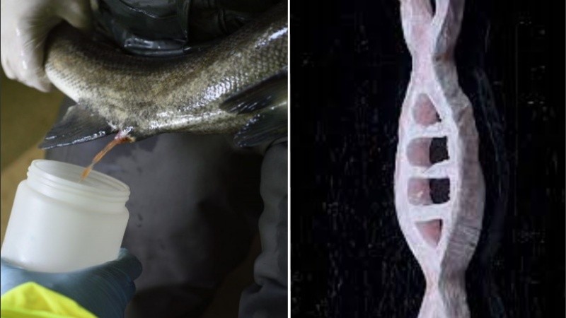 El equipo de investigación estima que produce un 97 por ciento menos de emisiones de carbono.