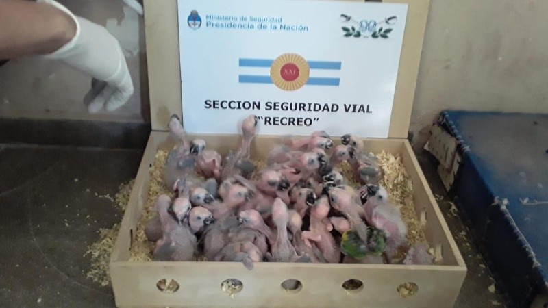 Las aves fueron puestas a disposición de la dirección de Fauna Ecológica.