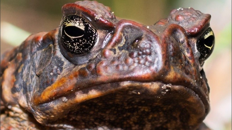 Los especialistas esperan haber capturado a todos los sapos adultos.