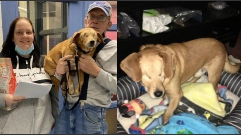 Ahora, Rusty forma parte de la familia Chulack y ya ganó dos hermanos chihuahuas llamados Bella y Chalupa, junto al compañero gatuno Tarzán.