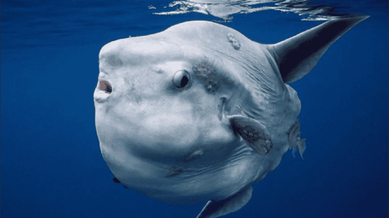 El pez luna más grande capturado hasta el momento pesaba 2.300 kilos.
