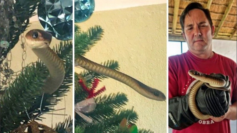 La boomslang es una especie tímida y una de las más venenosas de África.