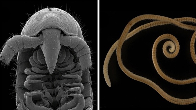 Posee más de 1.300 patas y una cabeza cónica sin ojos.