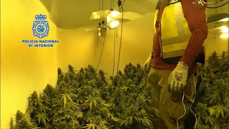 El cultivo “indoor” compuesto de 33 lámparas halógenas, transformadores, un extractor y cuatro aparatos de aire acondicionado.