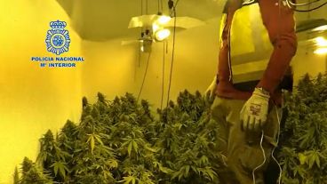 El cultivo “indoor” compuesto de 33 lámparas halógenas, transformadores, un extractor y cuatro aparatos de aire acondicionado.