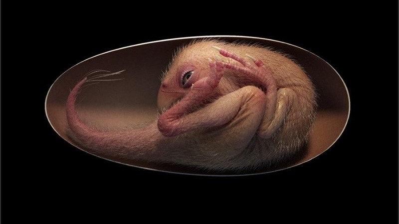 Los investigadores creen que la criatura es de hace 66 a 72 millones de años.