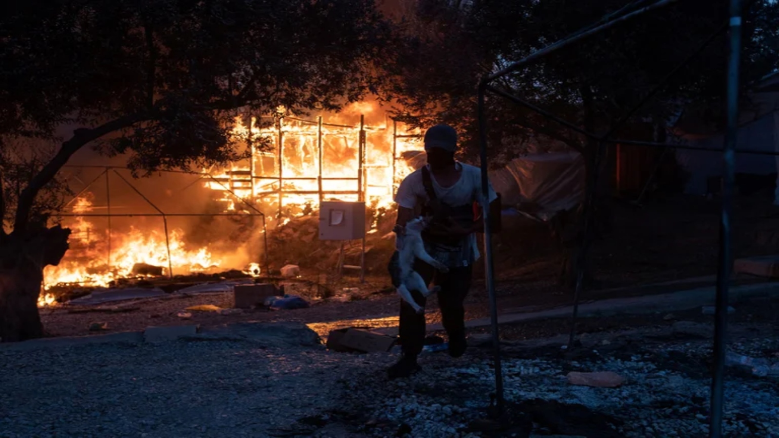 La llamativa advertencia que la capital de Corea del Sur le dio a sus habitantes: "Cuidado, tu gato podría incendiar la casa" | Rosario3