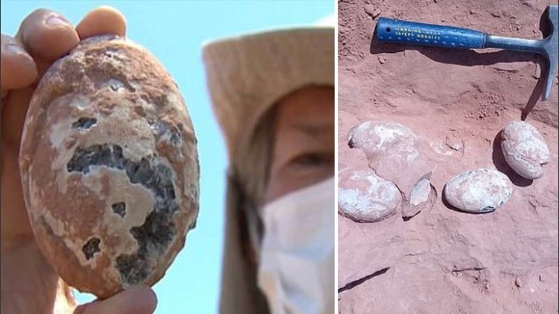 Los huevos datan de entre 60 y 80 millones de años.