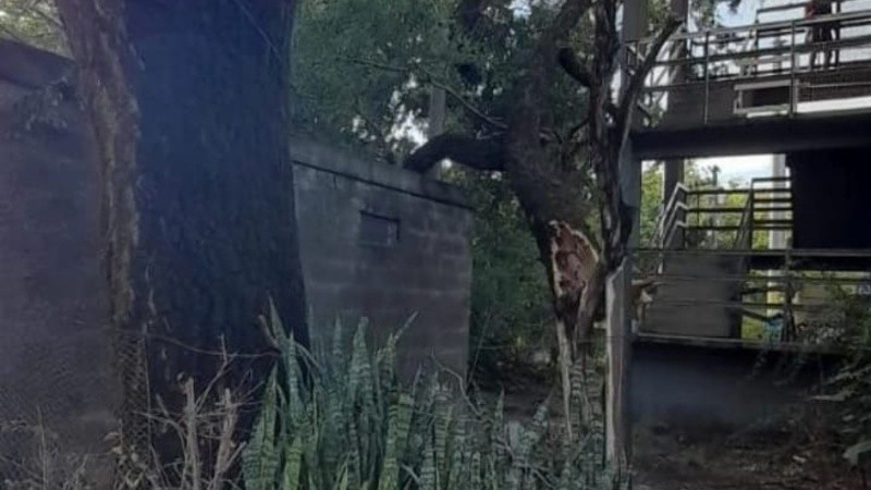 Árbol caído por la tormenta del fin de semana.