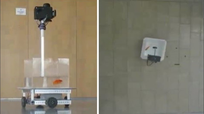 Según el estudio los peces pequeños pueden aprender.