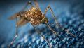 Desarrollan una sangre falsa para luchar contra los mosquitos y la malaria
