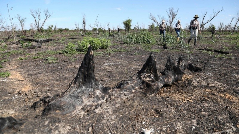 Sin pastos por la seca, los ganaderos sostienen que no son los responsables de las quemas