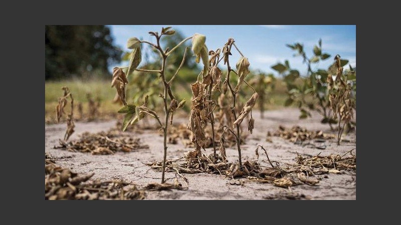 Sólo en el agro la pérdida será de 2.900 millones de dólares