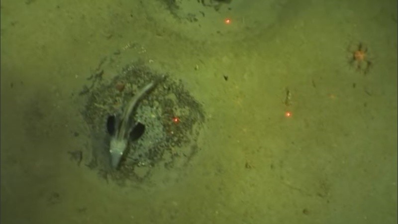 Los hallazgos revelan un ecosistema único en el mundo.