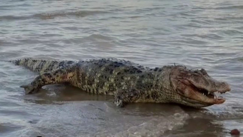 Apareció un yacaré ñato en la Florida.