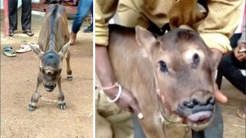 Además de 3 ojos, tiene una lengua más larga que el ternero promedio.