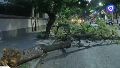 Fuertes tormentas con daños en la región y árboles caídos por el viento en Rosario