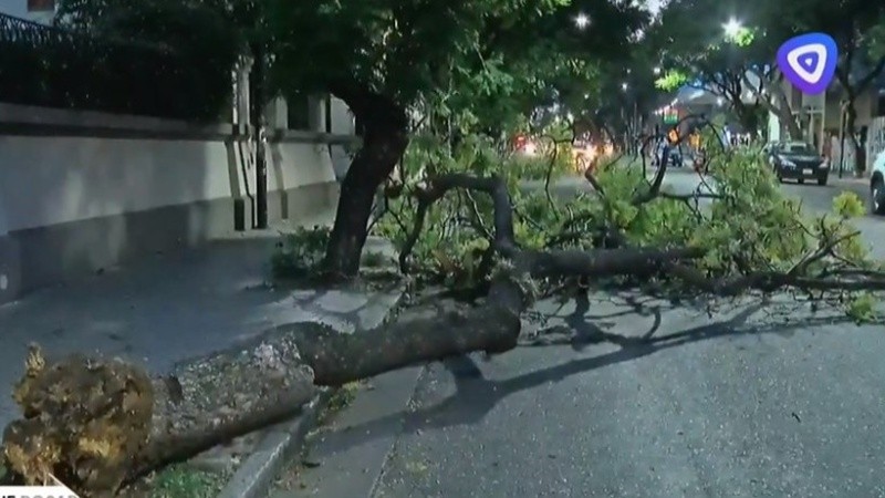 El árbol de Salta y Rodríguez.