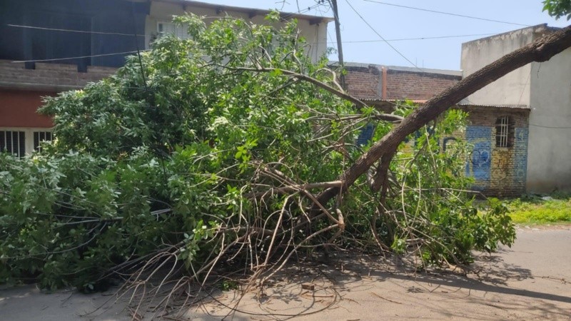 La rama quedó frente a la propiedad y complica el ingreso a la misma.