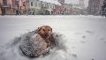 Una niña sobrevivió 18 horas a una tormenta de nieve gracias al calor de un perro callejero