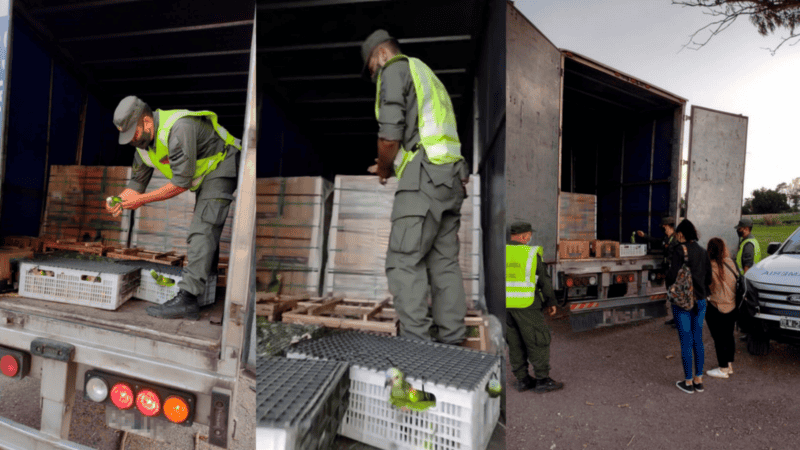 23 de los pájaritos fueron encontrados sin vida producto de las condiciones de traslado.