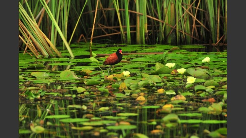 The New York Times ubicó al Parque Nacional Iberá en la sexta posición