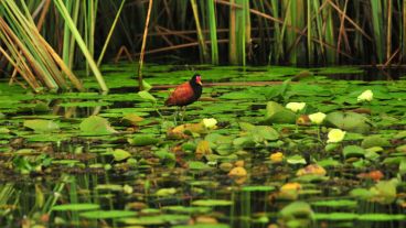 The New York Times ubicó al Parque Nacional Iberá en la sexta posición
