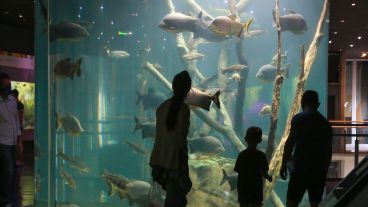 La entrada es libre y gratuita y se consigue bajo dos modalidades.