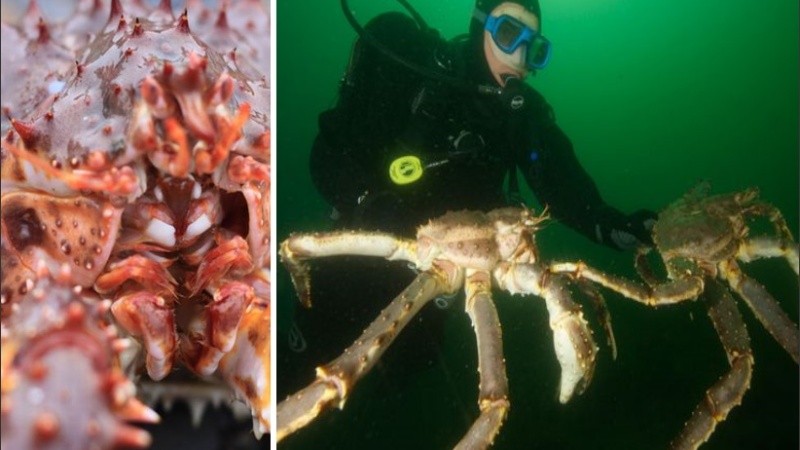 Los pescadores rusos sacaron provecho de su abundancia.