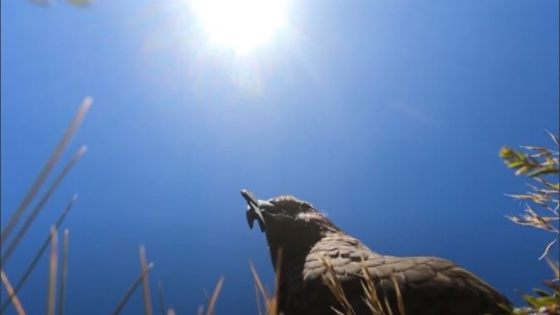 Al aterrizar en un lugar seguro, el pájaro empezó a picotear la GoPro.