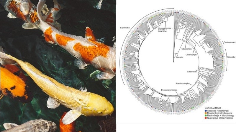 Las especies son capaces de comunicarse mediante sonidos.
