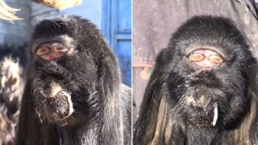 Esta condición se conoce científicamente como cebocefalia.