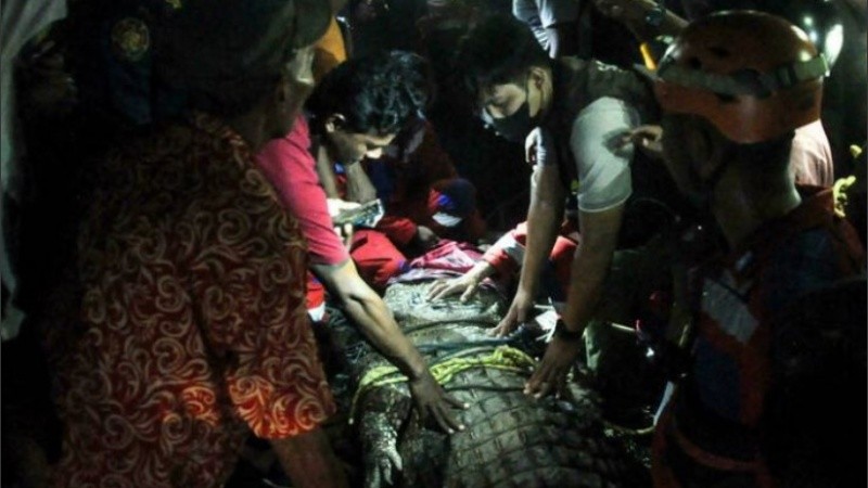 El cocodrilo fue devuelto al agua inmediatamente después del rescate.